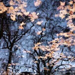 Olivier Rebecq Reflets d'Automne